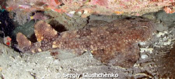 wobbegong shark by Sergiy Glushchenko 
